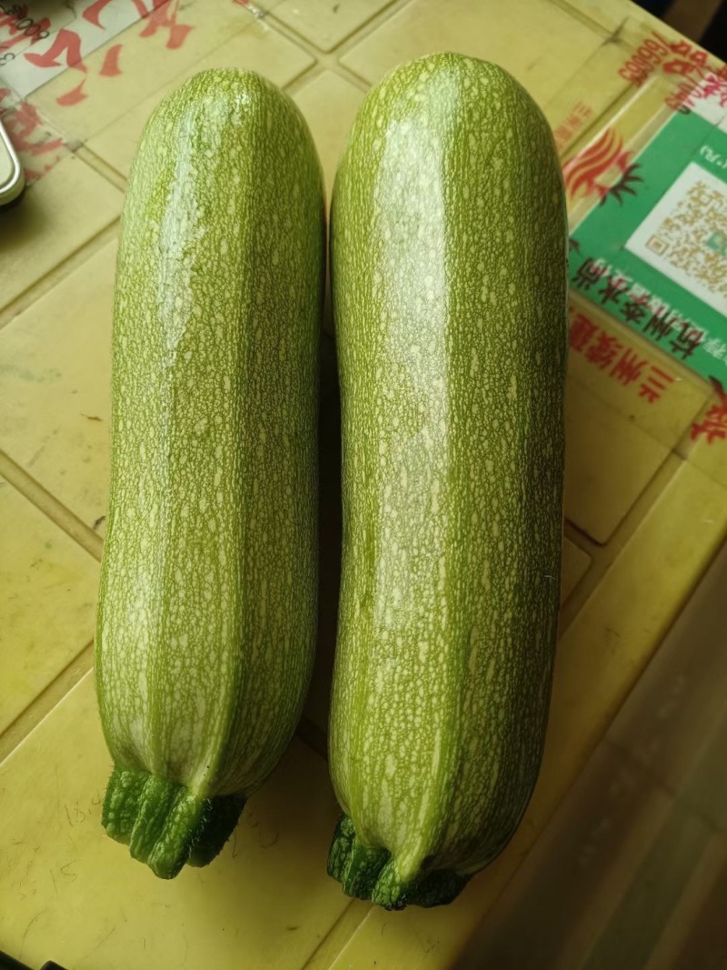 定西高原绿皮西葫芦，基地人工精细分拣，残次瓜全部筛选剔