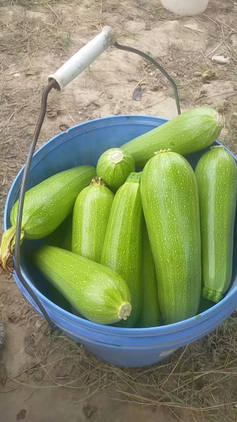 定西高原绿皮西葫芦，基地人工精细分拣，残次瓜全部筛选剔
