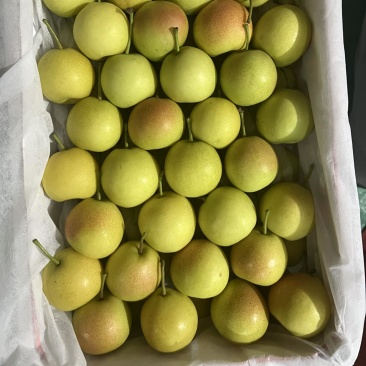 高山早白蜜