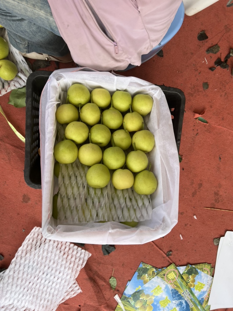 高山早白蜜