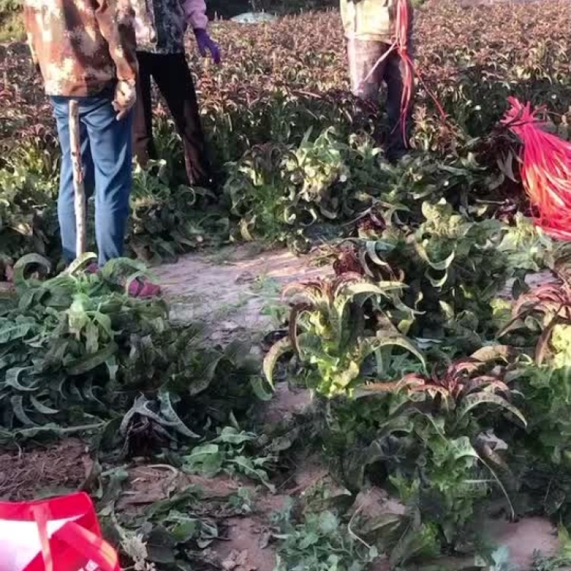 精品红叶莴笋，甘肃产地无空心脱节，是全国物流发货