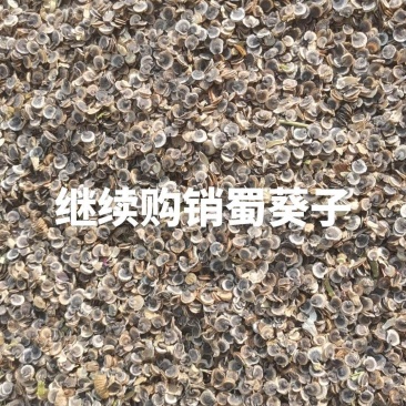 蜀葵子