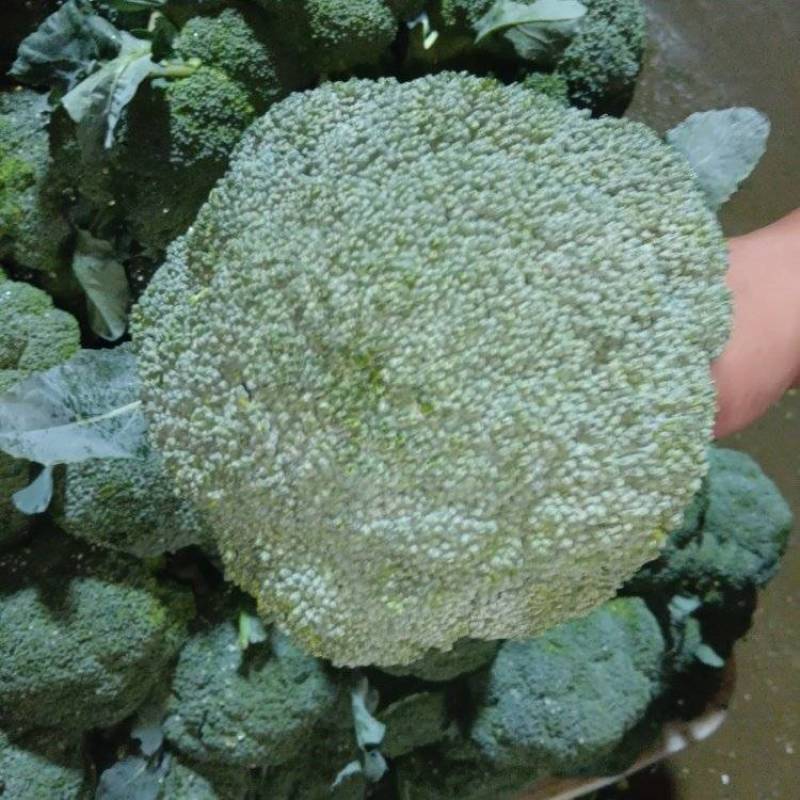 西高原西兰花产地直供，花球紧实，米粒均匀，支持全国发货