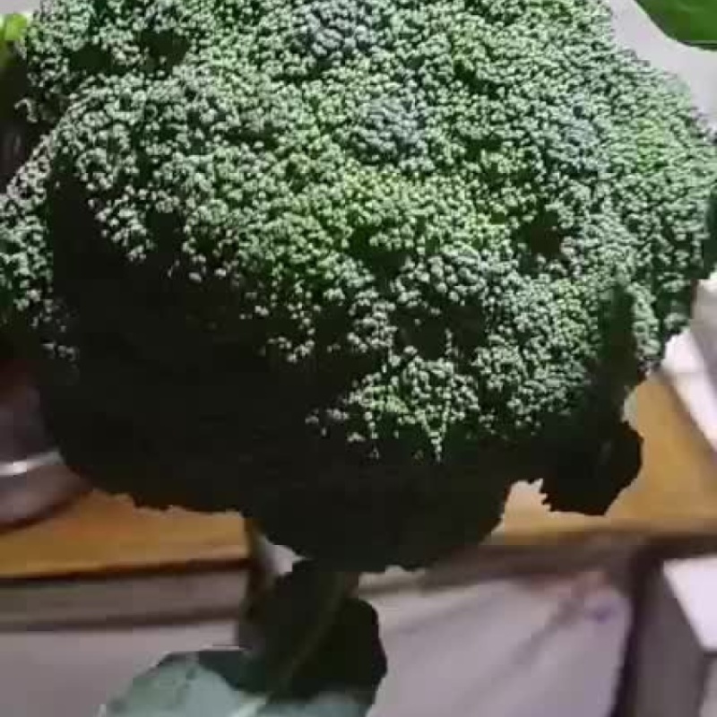 西高原西兰花产地直供，花球紧实，米粒均匀，支持全国发货