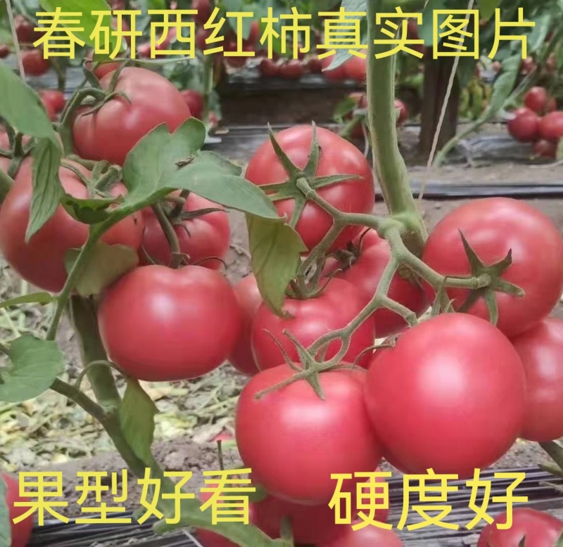 专业越夏耐热大果硬粉西红柿苗精品率高高产抗病毒抗死棵