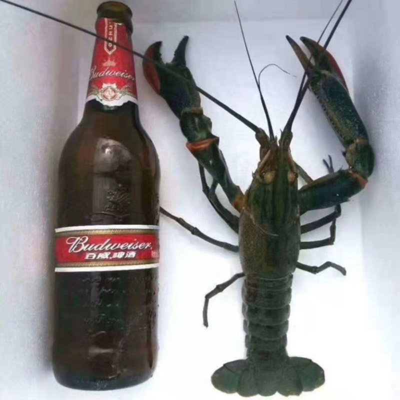 澳洲淡水蓝龙虾批发