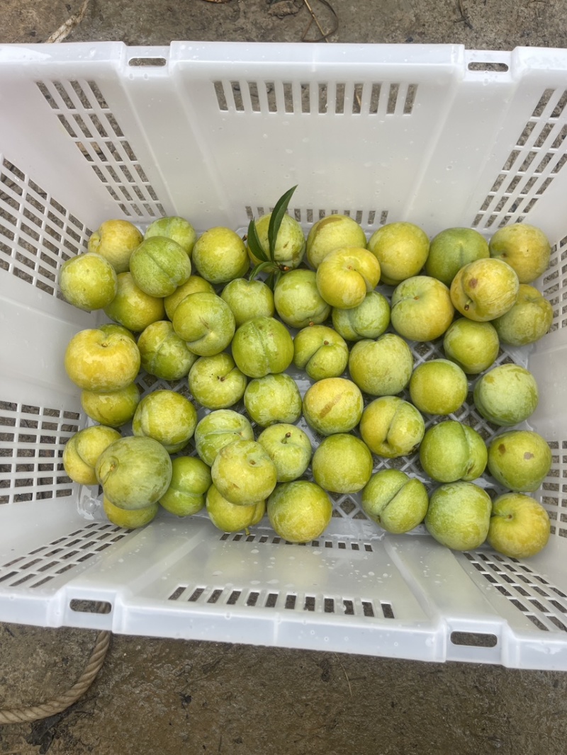 贵州六马蜂糖李自己种有一千亩地