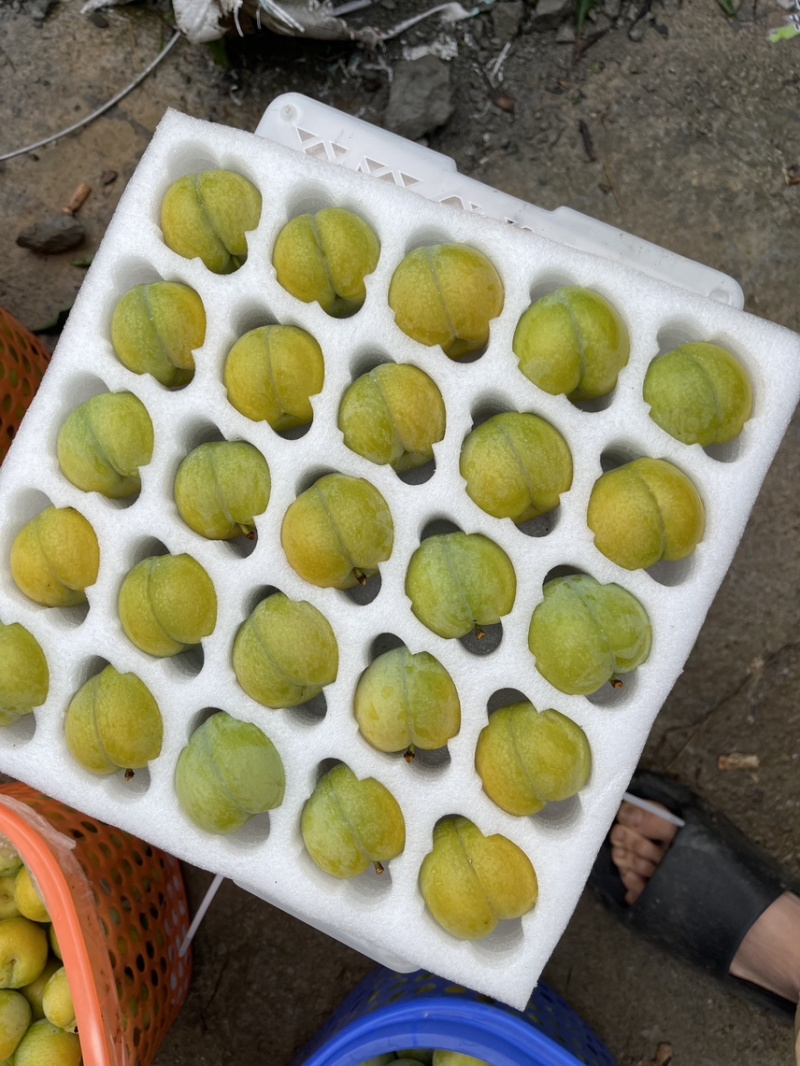 贵州六马蜂糖李自己种有一千亩地