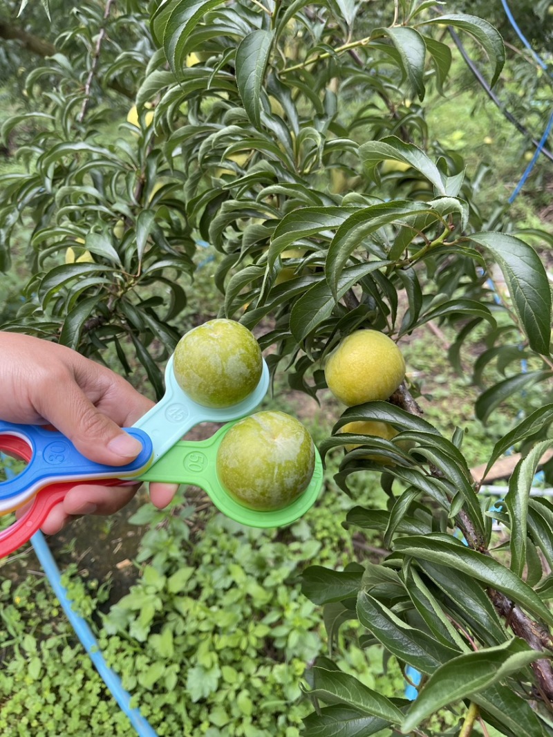 贵州六马蜂糖李自己种有一千亩地