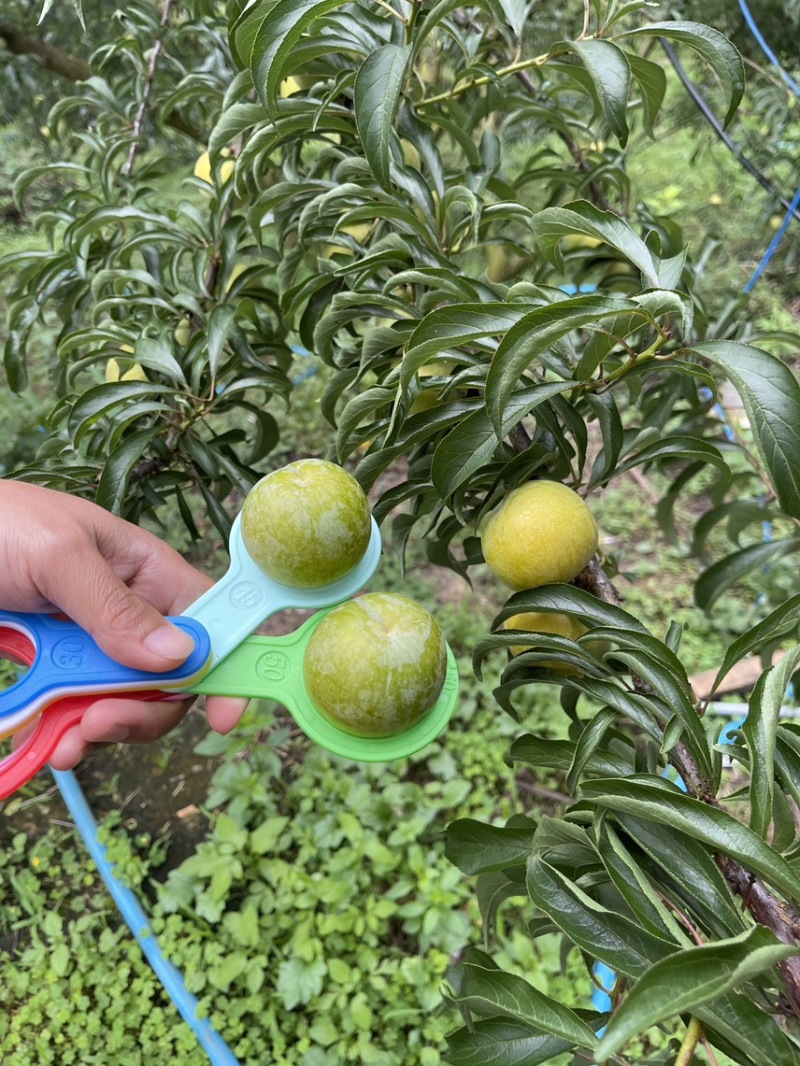 贵州六马蜂糖李自己种有一千亩地
