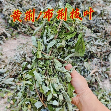 黄荆叶枝干