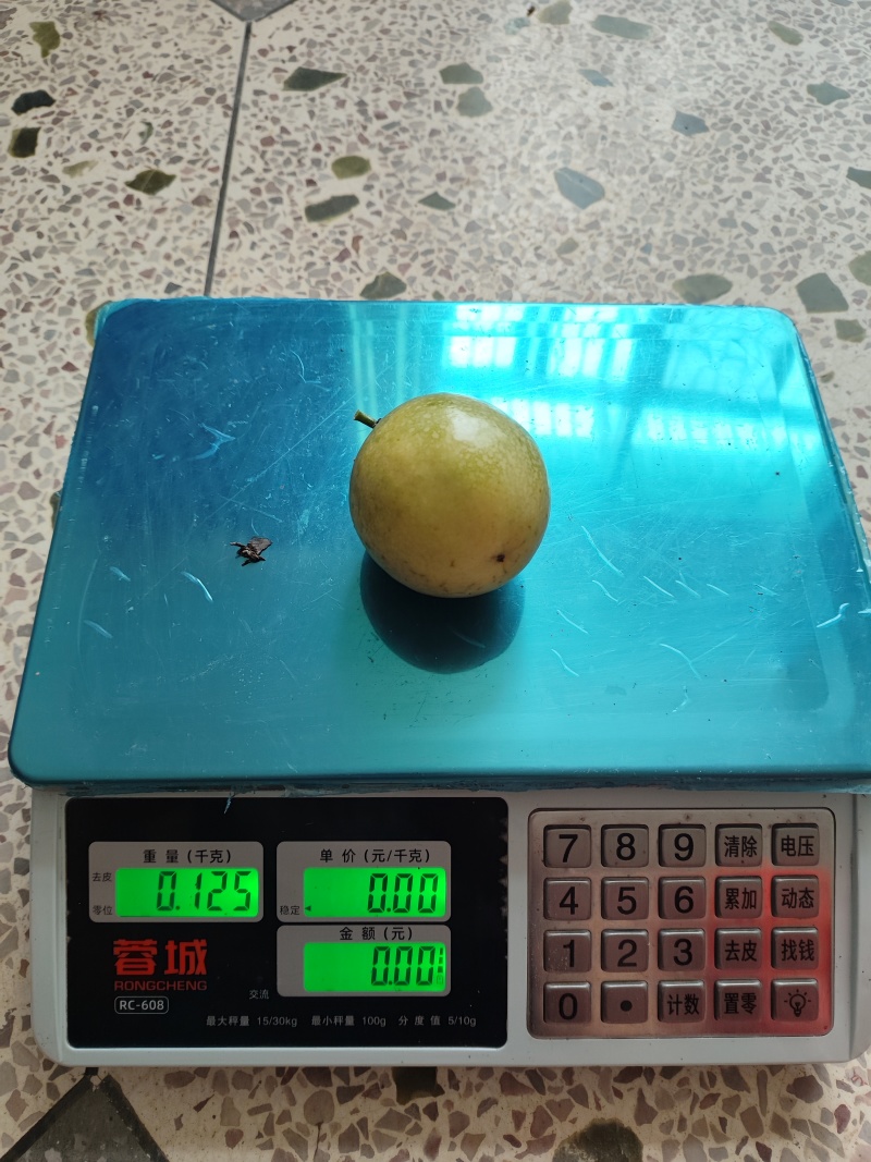 自家果园钦蜜9号黄金百香果｜90g起步特大果广西
