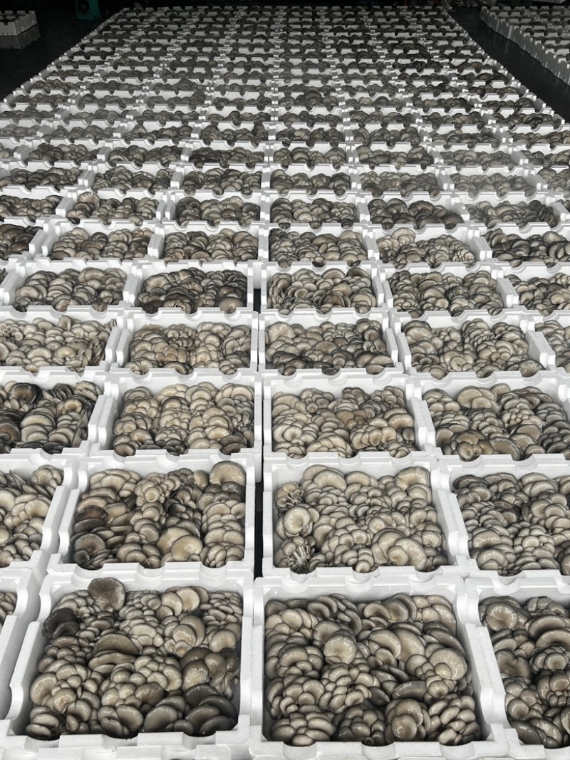 高温反季平菇，货源充足，日发9.6整车冷链，一站式采购