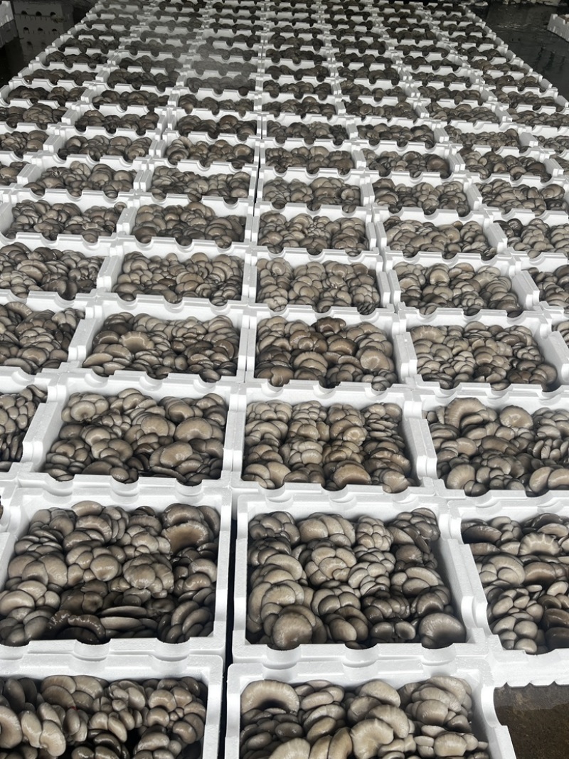 高温反季平菇，货源充足，日发9.6整车冷链，一站式采购