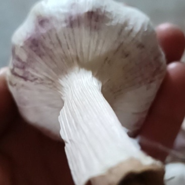 大蒜