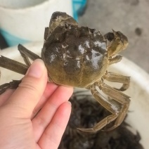 大纵湖清水六月黄