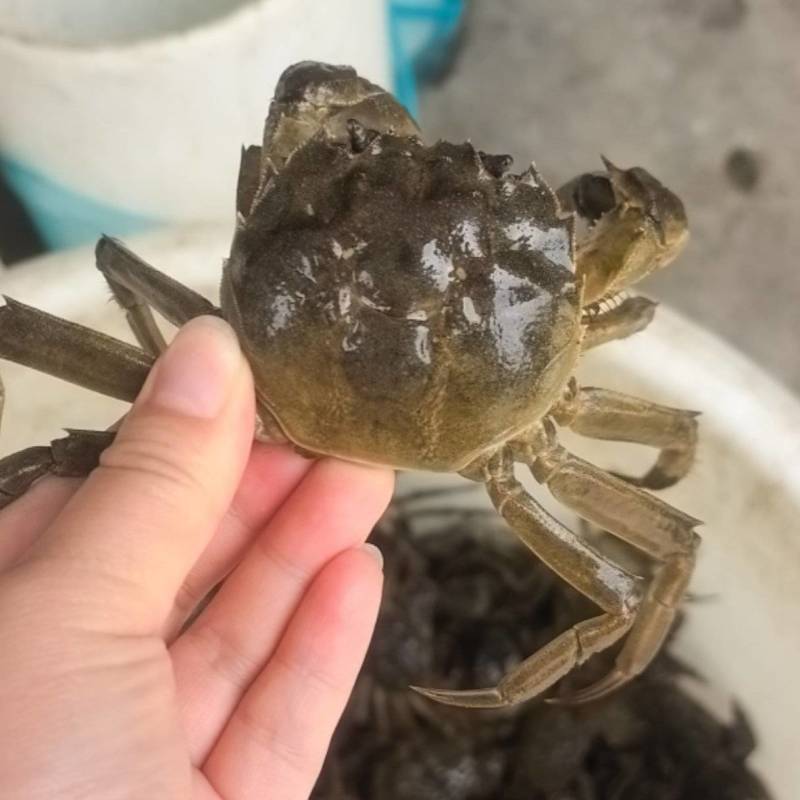 大纵湖清水六月黄