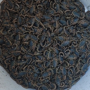 蝎子