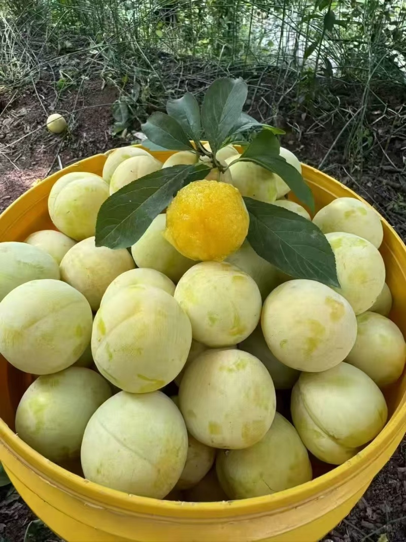汉源应季水果-桃花李又名冰糖李