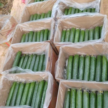 焦作博爱县精品带套丝瓜大量上市，条型直，口感好，销量大，