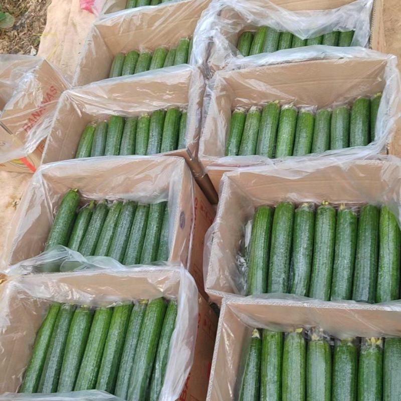 焦作博爱县精品带套丝瓜大量上市，条型直，口感好，销量大，