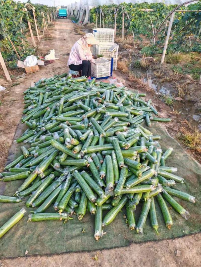 焦作博爱县精品带套丝瓜大量上市，条型直，口感好，销量大，