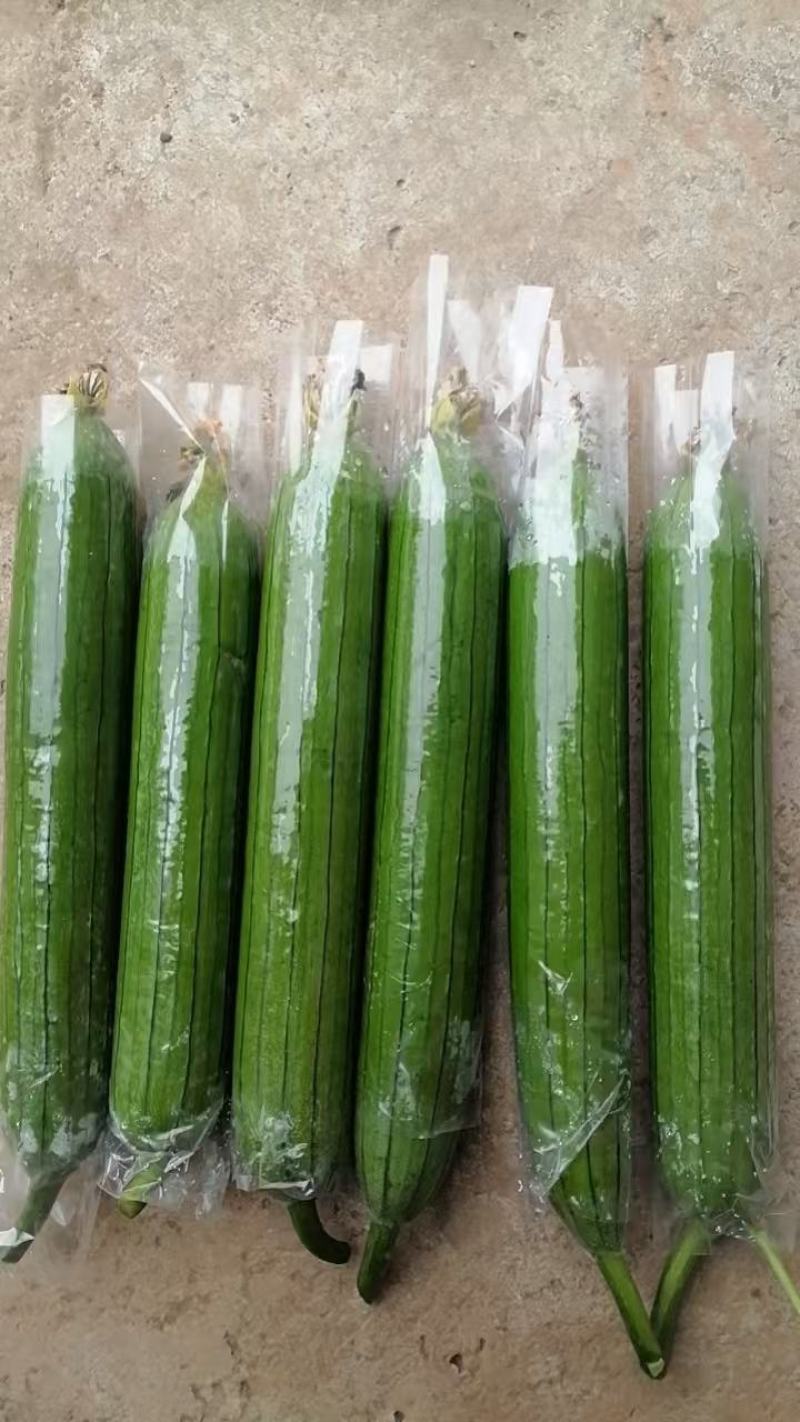 焦作博爱县精品带套丝瓜大量上市，条型直，口感好，销量大，
