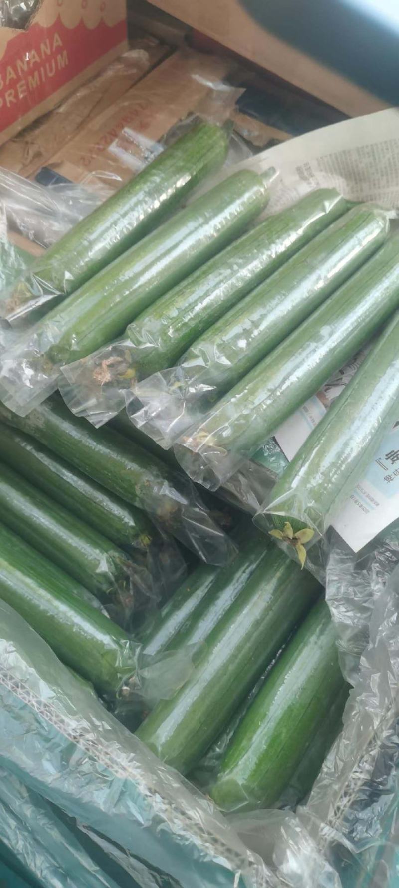 焦作博爱县精品带套丝瓜大量上市，条型直，口感好，销量大，
