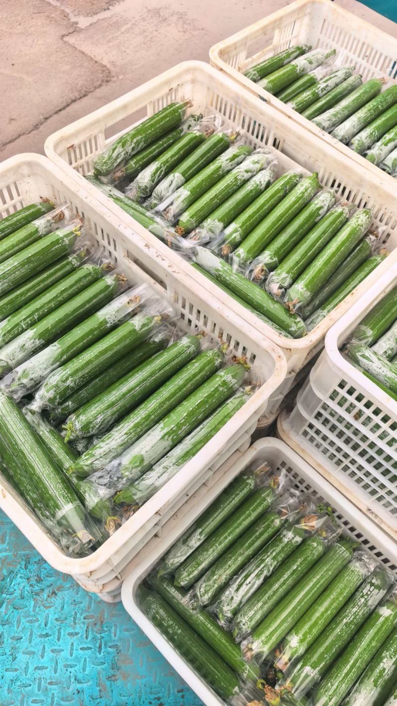 焦作博爱县精品带套丝瓜大量上市，条型直，口感好，销量大，