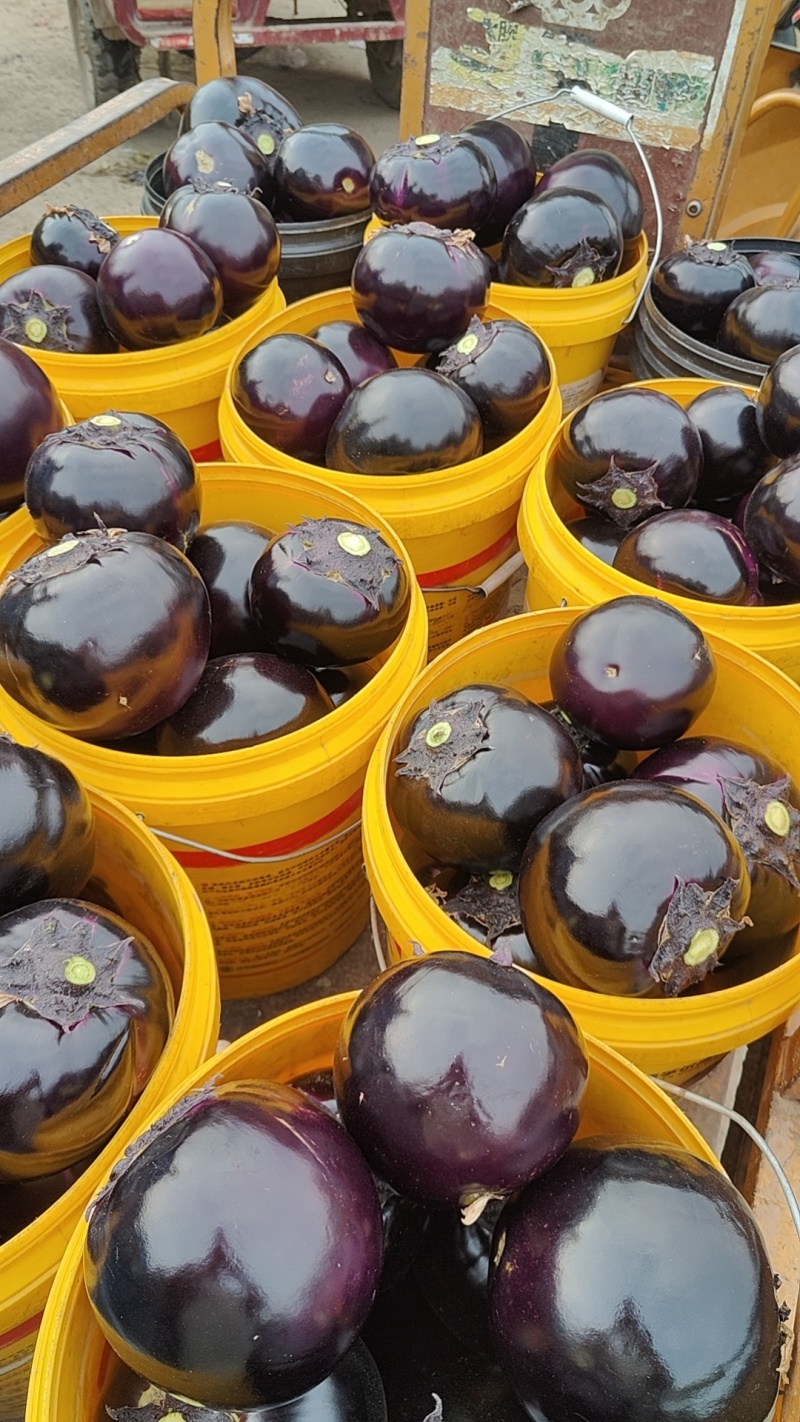 山东聊城蔬菜基地，紫圆茄品质优等对接全国市场
