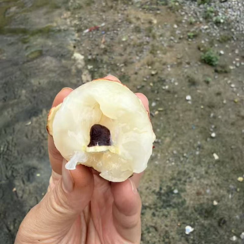 广西灵山无核荔枝高端大气上档次品种无核率达到85%