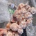 母猪长尾(质量如图)没有尾根,精品中的精品
