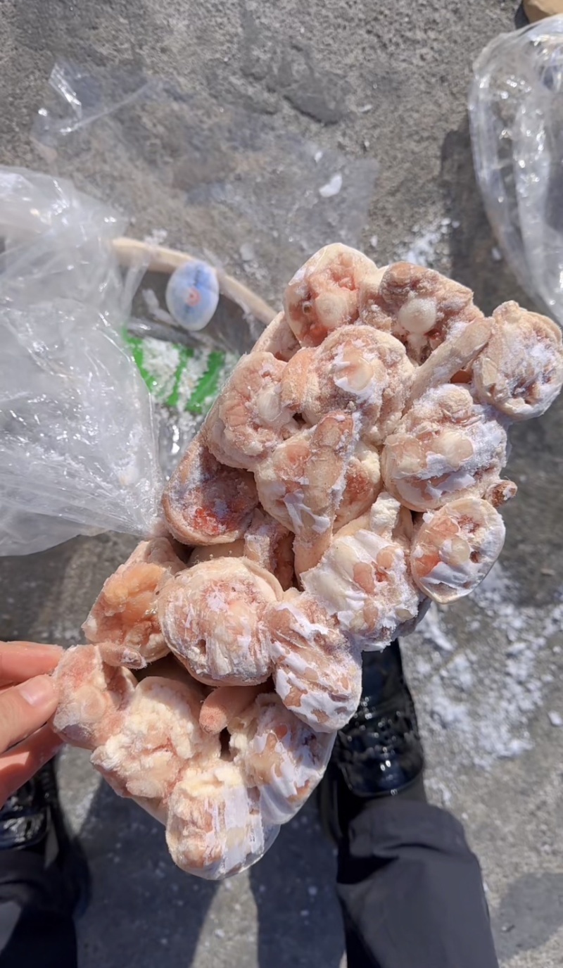 母猪长尾（质量如图）没有尾根，精品中的精品