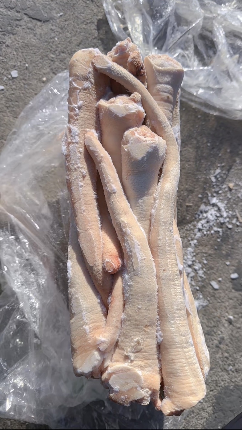 母猪长尾（质量如图）没有尾根，精品中的精品