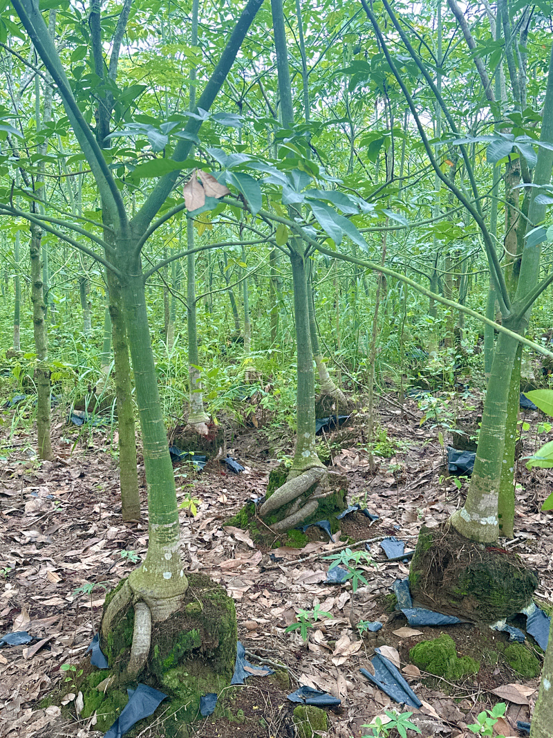 发财树帮挖，帮上车45块/棵
