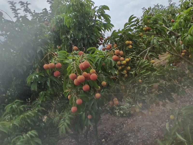 晚熟荔枝，九里香