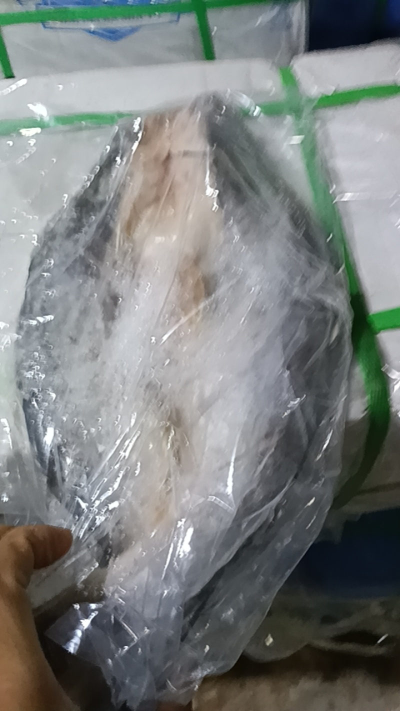 巴沙鱼