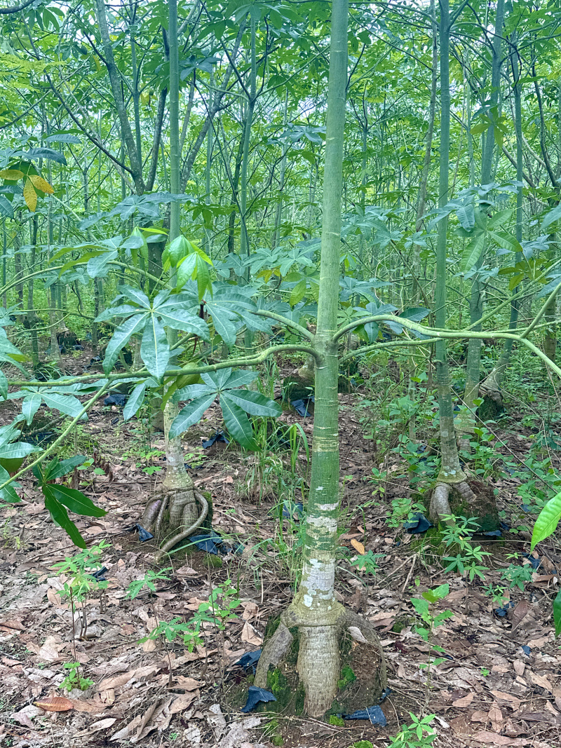发财树帮挖，帮上车45块/棵