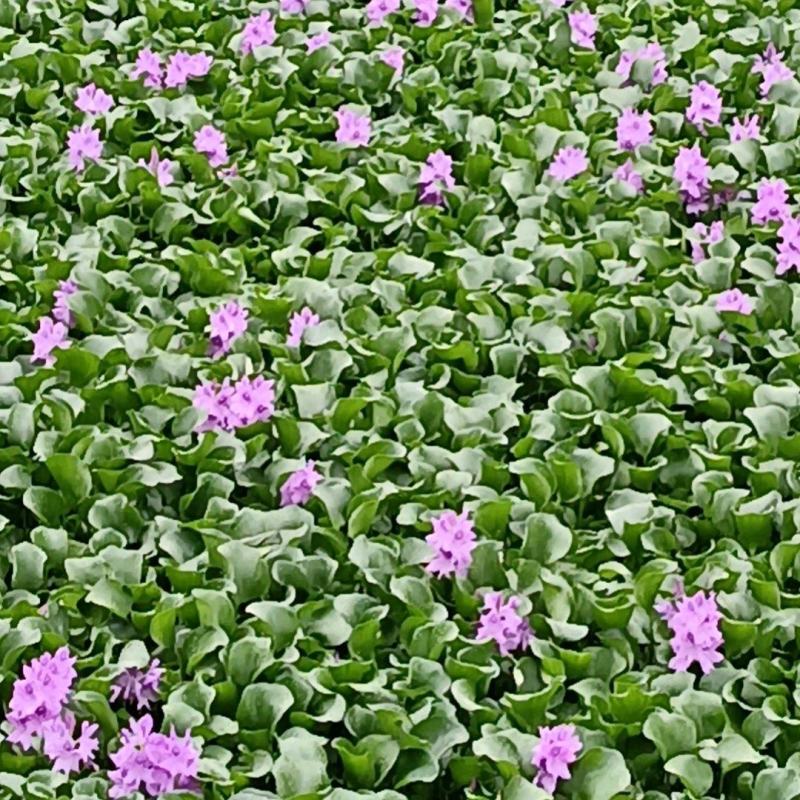 水仙花