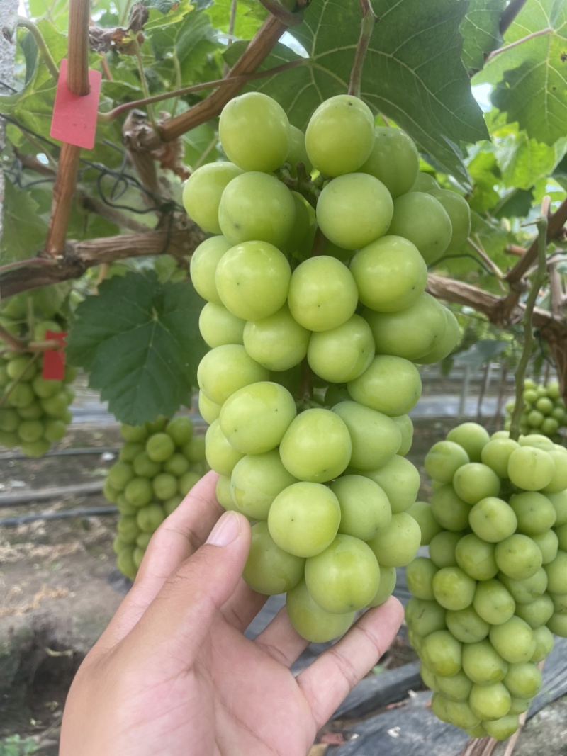 江苏阳光玫瑰对接全国清甜可口价格美丽量大从优
