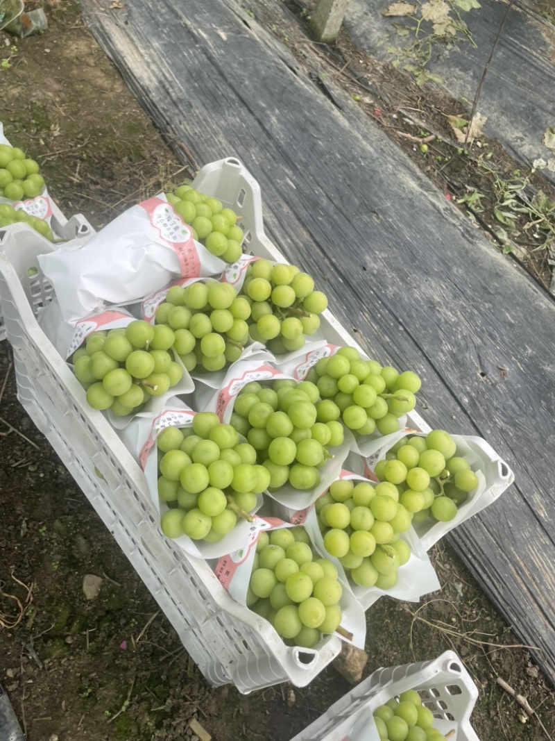 江苏阳光玫瑰对接全国清甜可口价格美丽量大从优