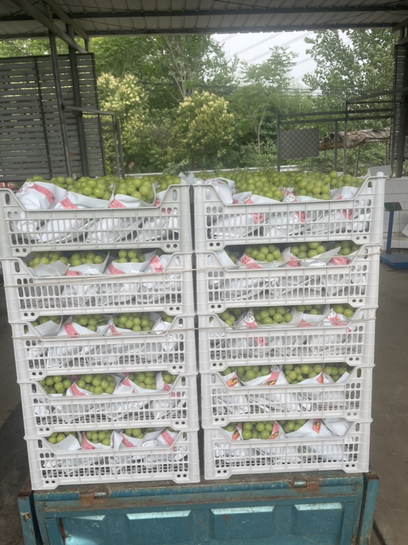江苏阳光玫瑰对接全国清甜可口价格美丽量大从优