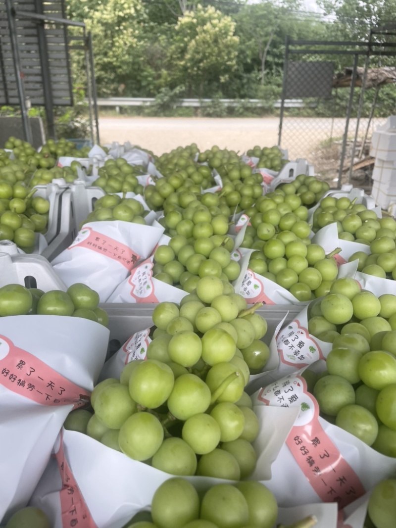 江苏阳光玫瑰对接全国清甜可口价格美丽量大从优