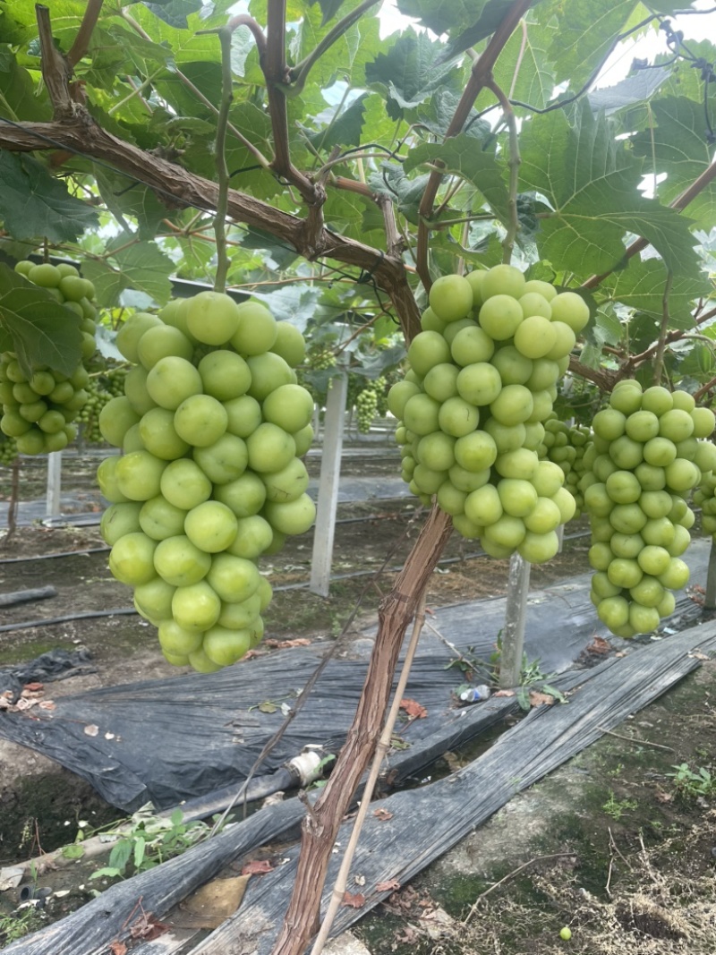 江苏阳光玫瑰对接全国清甜可口价格美丽量大从优