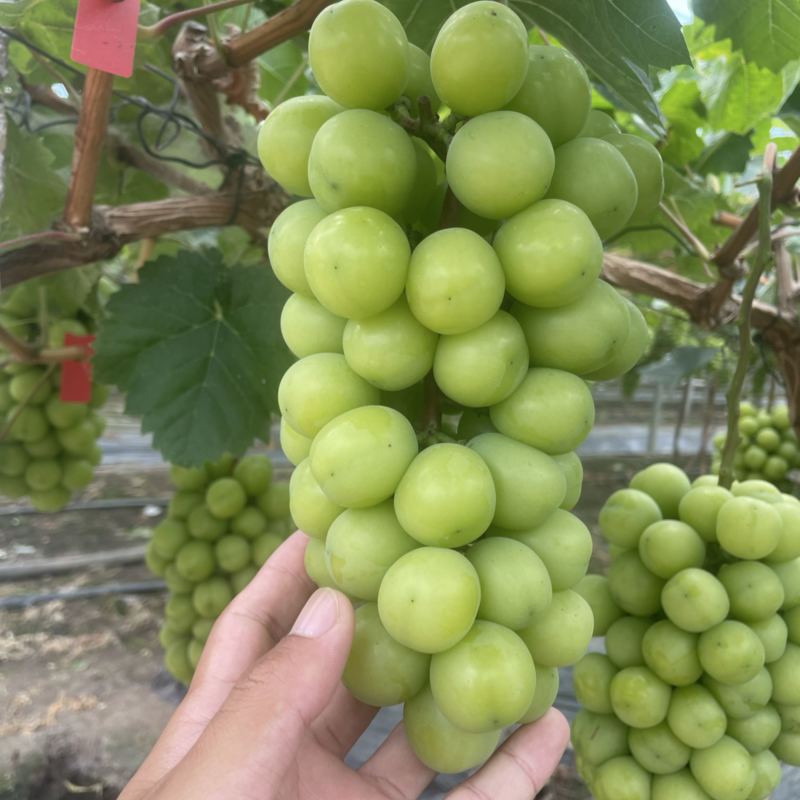 江苏阳光玫瑰对接全国清甜可口价格美丽量大从优