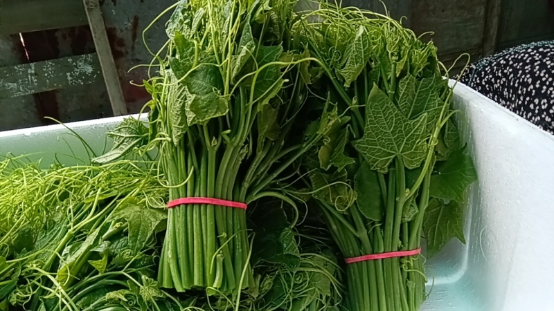 佛手瓜尖，又名龙须菜