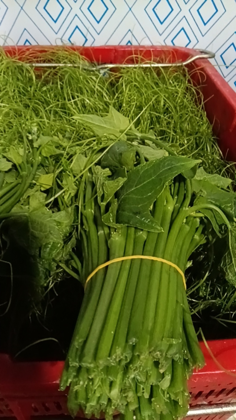 佛手瓜尖，又名龙须菜