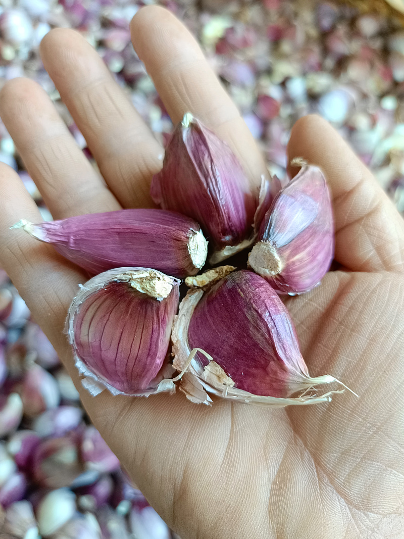 云南红皮蒜红香蒜紫皮红蒜今年新货大理产地直发一手货源