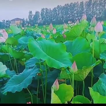 荷花&莲蓬