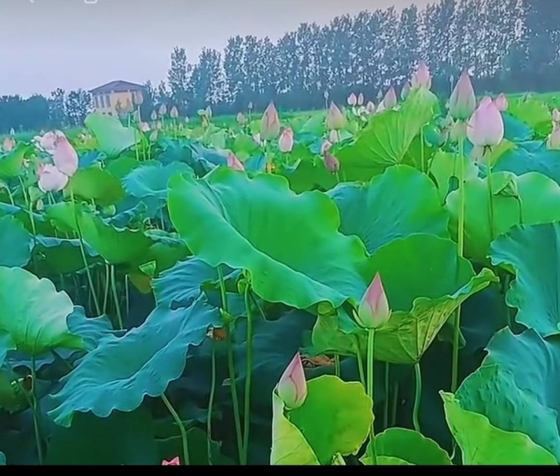 荷花&莲蓬